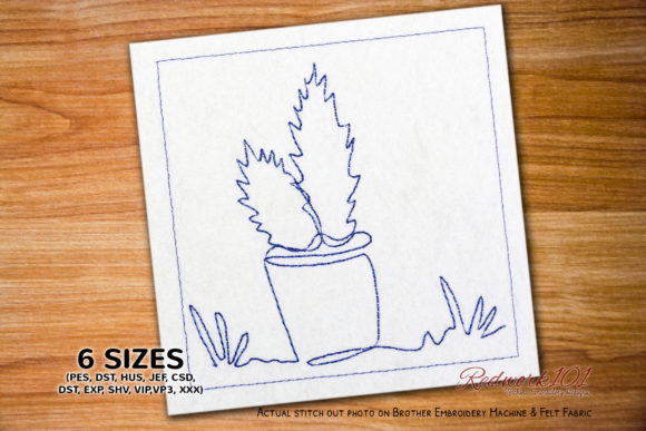 Cactus and Succulent Plants in Pots